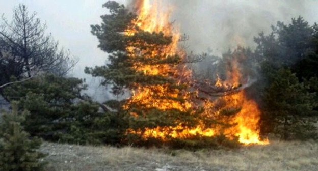 В Гумбетовском районе Дагестана уже неделю продолжает гореть лес, сообщают местные жители. Дагестан, март 2014 г. Фото предоставлено очевидцем