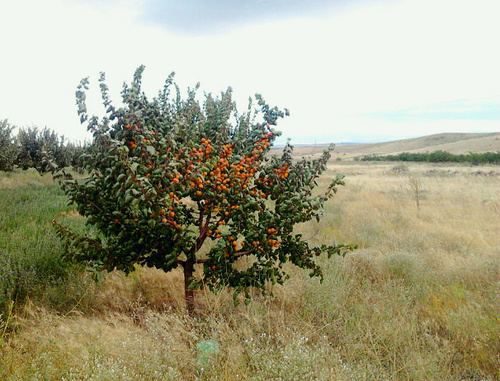 Армения, Арагацотн. Посадки абрикосов в горах. Фото Армана Карапетяна.