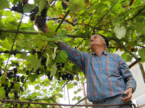 Грузия, Кахетия. Виноградарь собирает урожай. Фото: Mzuriana, https://www.flickr.com/photos/hailebet/9406241456