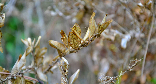 Ветка самшита после поедания листьев гусеницами бабочки-огневки. Фото Светланы Кравченко для "Кавказского узла" 