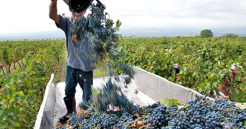 Сбор винограда. Грузия. Фото предоставлено Национальным агентством вина https://www.facebook.com/Wines.of.Georgia/photos_stream?tab=photos_albums