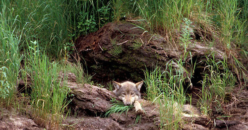 Волк в своем логове. Фото: https://ru.wikipedia.org/