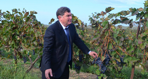 Министр Баттал Батталов знакомится с ходом уборки винограда. Фото: http://mcxrd.ru/?id=1390760426/1390761847/1391670035&parm=gl-%3E1390760426/1390761847/1391670035/1412168837