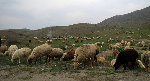 Отара овец. Фото Алвард Григорян для "Кавказского узла"
