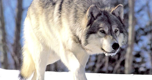Волк. Фото https://ru.wikipedia.org/