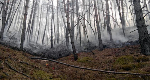 Лесной пожар, Гунибский район Дагестана, 4 февраля 2015 года, . Фото Магомеда Алибекова для "Кавказского узла" 