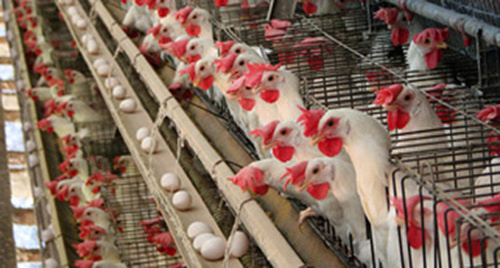 Курицы в клеточной батарее. Фото: https://upload.wikimedia.org/wikipedia/commons/d/dd/Battery_hens_-Bastos%2C_Sao_Paulo%2C_Brazil-31March2007.jpg