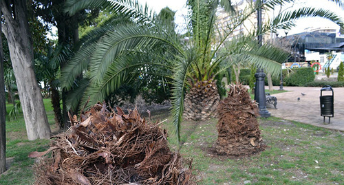 После выедания насекомыми ствола пальмы она сгнивает. Насекомые перебираются на рядом стоящие пальмы заражая другие. Фото Светланы Кравченко для "Кавказского узла"