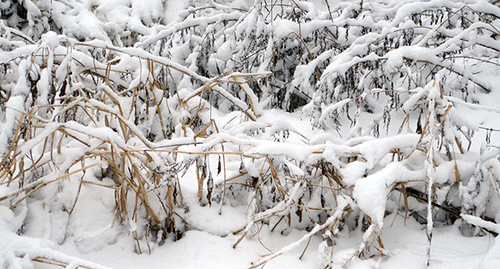 Снег. Фото Олега Пчелова для "Кавказского узла"