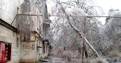 Деревья во льду. Краснодар. Фото Натальи Дорохиной для "Кавказского узла"