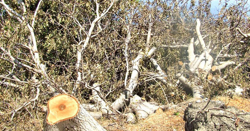 Деревья, пострадавшие от ливней. Фото Эдиты Бадасян для "Кавказского узла"