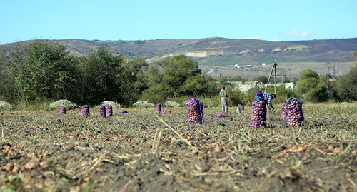 Уборка урожая картофеля в Ингушетии. Фото: Пресс-служба Главы РИ, http://www.ingushetia.ru/news/021418/