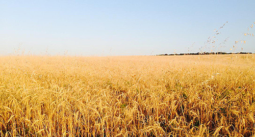 Пшеничное поле в Чечне. Фото Магомеда Магомедова для "Кавказского узла" 
