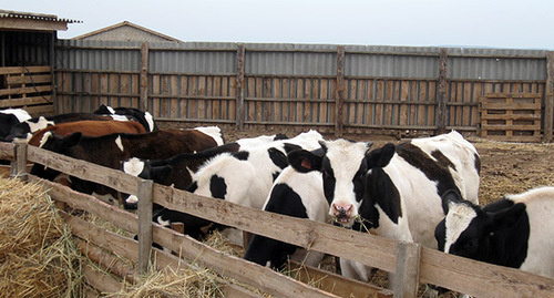 Коровы в загоне на ферме. Фото: http://specagro.ru/news/v_volgogradskoy_obla1436860989/?fo=0&