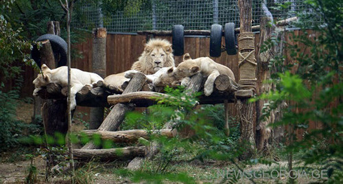 Львы в тбилисском зоопарке. Фото: http://www.newsgeorgia.ge/bez-torzhestv-tbilisskij-zoopark-otkrylsya-posle-navodneniya-video-i-foto/