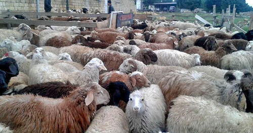 Жертвенные животные для празднования Курбан-Байрам. Фото Патимат Махмудовой для "Кавказского узла"