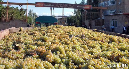 Собранный урожай винограда. Фото: http://ru.a1plus.am/category/news/social/page/271