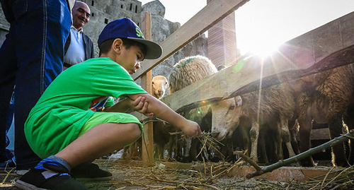 Ребенок кормит овец во время праздника Курбан-байрам. Фото Азиза Каримова для "Кавказского узла"