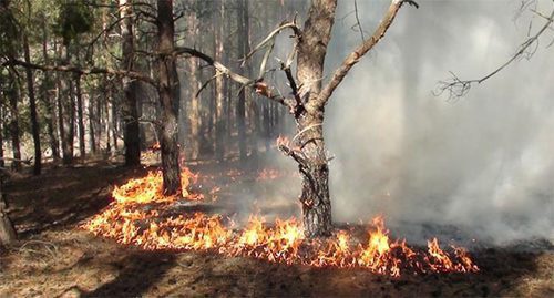 Лесной пожар. Фото: http://61.mchs.gov.ru/operationalpage/operational/item/3114379/