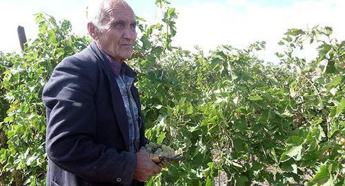 Фермер на уборке урожая винограда, Армения. Фото Армине Мартиросян для "Кавказского узла" 