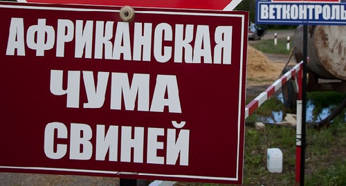 Табличка с надписью "Африканская чума свиней". Фото: http://tumgorvet.ru/poleznaya-informaciya/vladelcam-produktivnyh-zhivotnyh/profilaktika-achs/