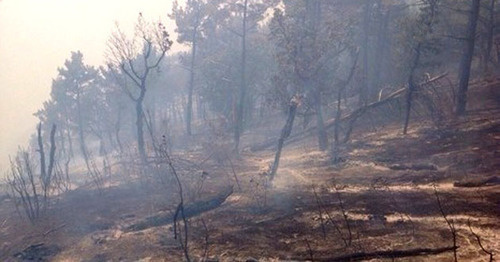 Лесной пожар. Фото: пресс-служба администрации Геленджика