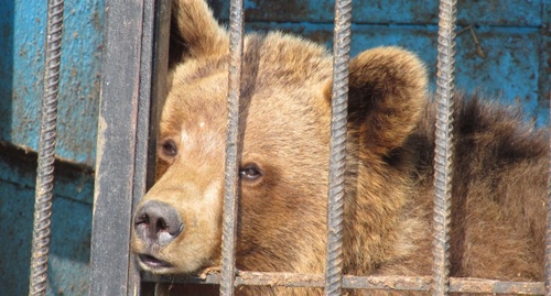 Медведь из частного зоопарка в Гюмри. Фото Армине Мартиросян для "Кавказского узла"