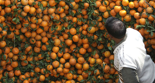 Апельсины. Фото: http://novosti-kraya.com/rf-i-siriya-razvivayut-eksport-na-mirovye-rynki/
