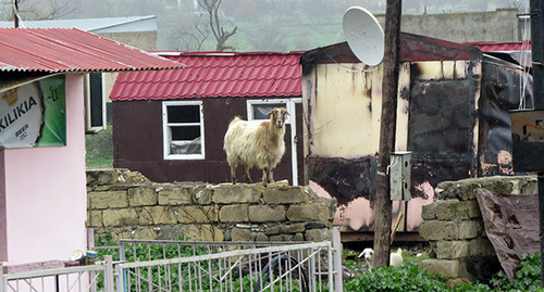 Домашний скот бродит без присмотра в селе Матагис. Фото Алвард Григорян для "Кавказского узла"