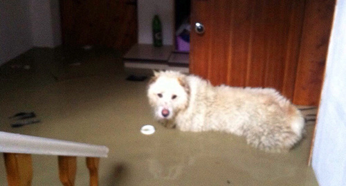 Собака в затопленном доме в Дагомысе 15 июня 2015
. фото Светланы Кравченко для "Кавказского узла"