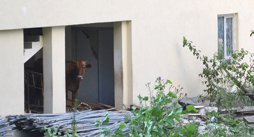 корова пасется на территории недостроенного квартала . Фото Светланы Кравчекно для "Кавказского узла"