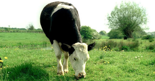 Корова. Фото пользователя kevinzim с сайта Flickr