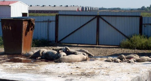 Туши свиней, выброшенные у территории комплекса "Киево-Жураки". Фото предоставлено Валерием Бринихом