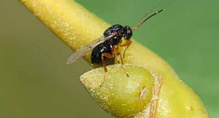  ������� ������� ������ ����������� ���������� ����� �������� ������� 