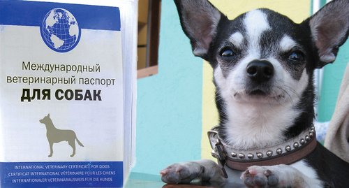 Паспорт для собаки и пёс. Фото Нины Тумавновой для "Кавказского узла"