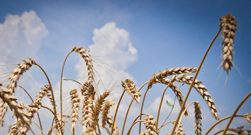 Пшеница © Елена Синеок. ЮГА.ру