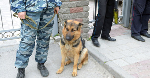 Сотрудник полиции с собакой возле ворот Северо-Кавказского военного суда. Фото Олега Пчелова для "Кавказского узла"