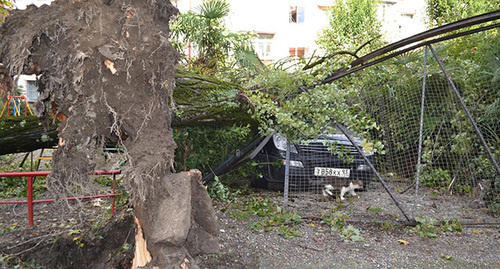 Дерево упало на детскую площадку. Фото Светланы Кравченко для "Кавказского узла"