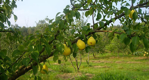 Плодовых деревья старых черкесских садов Фото http://circassiatimesrussian.blogspot.com/2016/03/blog-post_13.html