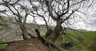 ����: kavkaz-uzel.ru