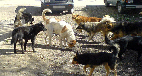 Стая бродячих собак в Махачкале. Фото http://www.riadagestan.ru/news/society/brodyachie_sobaki_sotsialnaya_problema_ili_sostoyanie_respubliki/