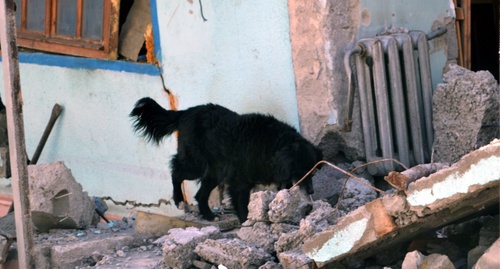 Собака у развалин дома в Высоком. Фото Светланы Кравченко для "Кавказского узла"