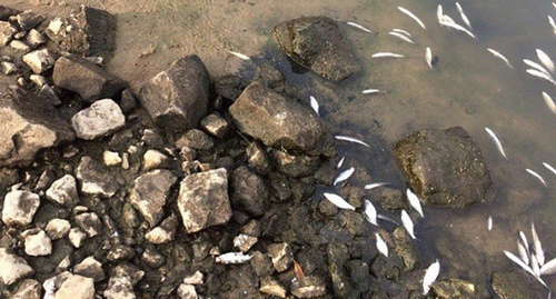 Мертвая рыба в Волге.  фото: Александр Одолеев
  http://bloknot-volgograd.ru/news/volgogradtsy-obespokoeny-massovoy-gibelyu-ryby-v-v-791957?sphrase_id=229011