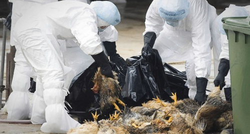 Уничтожение птичьего поголовья во время эпидемии. Фото http://bloknot-rostov.ru/news/vsye-pogolove-unichtozhili-v-ochage-ptichego-gripp?sphrase_id=234169