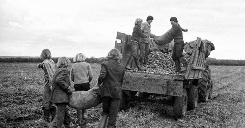 Студенты грузят картофель на грузовую автомашину, помогая труженикам села. Сентябрь 1979 г. Фото https://ru.wikipedia.org