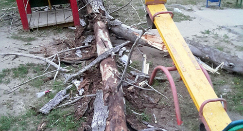 15-метровое дерево упало на детскую площадку в центре Волгограда. Фото http://v1.ru/text/newsline/306341512237056.html