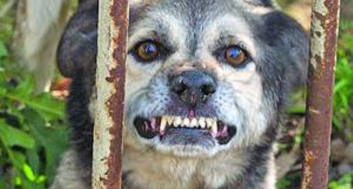 Собака с диагнозом бешенство. Фото http://kbrria.ru/sites/default/files/field/image/1821100.1698735.jpg