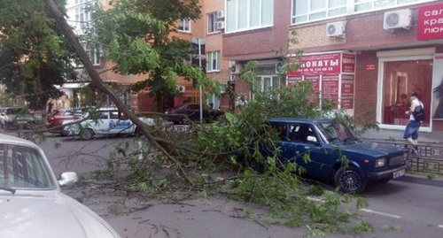 Старое дерево упало на припаркованный автомобиль в Северном микрорайоне Ростова-на-Дону. Фото http://bloknot-rostov.ru/news/v-tsentre-rostova-derevo-upalo-na-priparkovannyy-a-754383