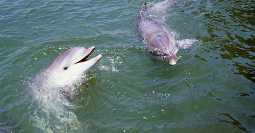 Дельфины. Фото https://sputnik-georgia.ru