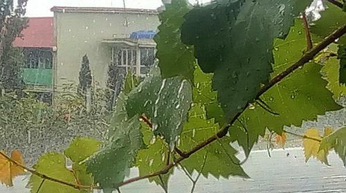 Сильный дождь Фото Нины Тумановой для "Кавказского узла"
